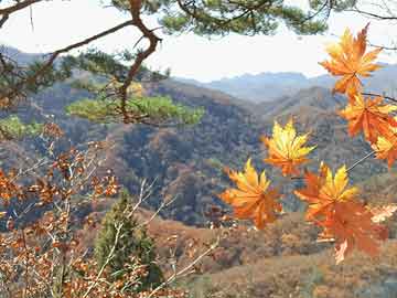 健康生活与芯片市值，看似无关却紧密相连