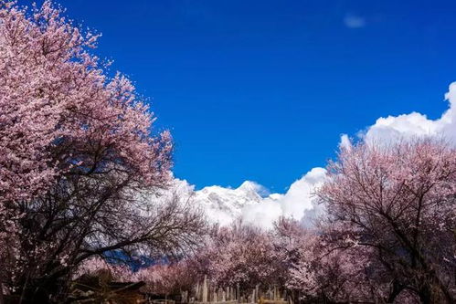 涪陵大木花谷：山川秀美，花海如梦